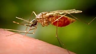Dieses 2014 zur Verfügung gestellte Foto der US-amerikanischen Centers for Disease Control and Prevention (CDC) zeigt ein stechendes Weibchen der Mückenart Anopheles funestus.