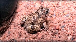 An endangered frog living in the middle of South Africa's Cape Town