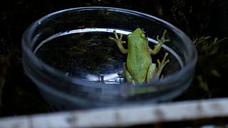 Afrique du Sud : la micro-grenouille, symbole d’un écosystème urbain à protéger