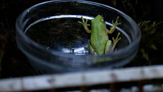 Afrique du Sud : la micro-grenouille, symbole d’un écosystème urbain à protéger
