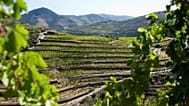 Vendimia en el Duero