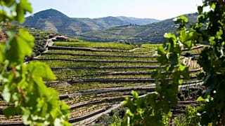 Vendimia en el Duero