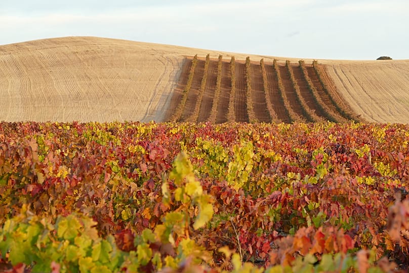 Foto einer Weinlese im Herbst in der Ribera del Duero.