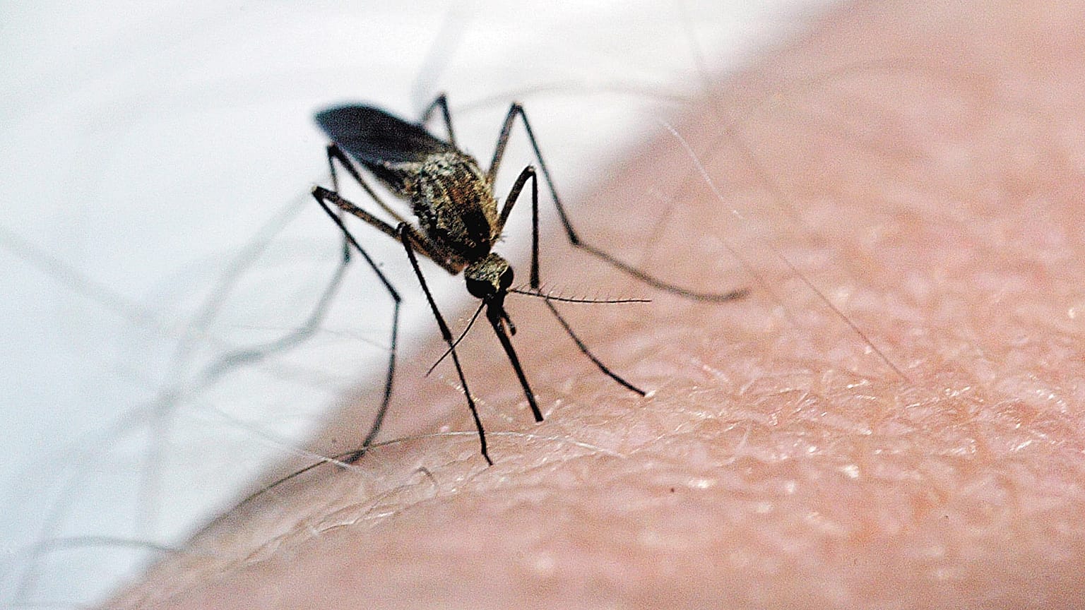 Foto de archivo de un mosquito, principal transmisor del virus del Nilo