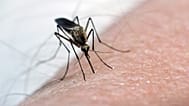 Foto de archivo de un mosquito, principal transmisor del virus del Nilo