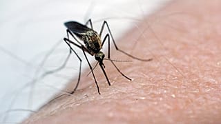 Foto de archivo de un mosquito, principal transmisor del virus del Nilo