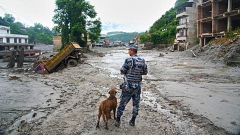 Police are using sniffer dogs in the search for survivors.