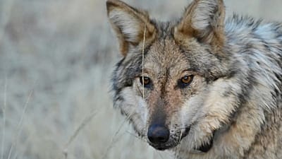 Immagine del 24 gennaio 2025, fornita dall'Arizona Game and Fish Department, mostra un lupo grigio messicano allo stato brado