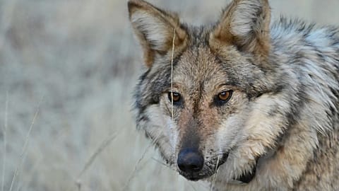 Image dated 24 January 2025, provided by the Arizona Game and Fish Department, shows a Mexican grey wolf in the wild