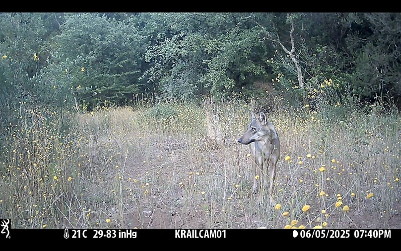 Imagen de un lobo captada por una cámara trampa