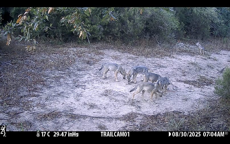 Manada de lobos controlada con cámaras trampa en el marco del proyecto Life Wild Wolf