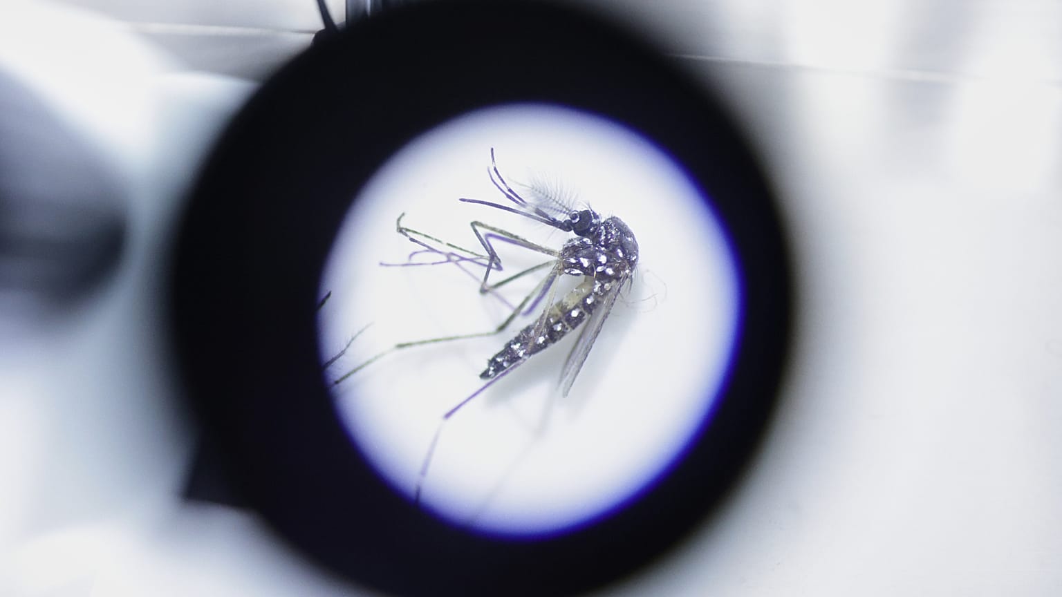 Il virus della dengue è trasmesso attraverso la puntura della zanzara tigre