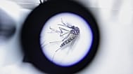 Il virus della dengue è trasmesso attraverso la puntura della zanzara tigre