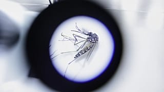 Le virus de la dengue est transmis par la piqûre du moustique tigre
