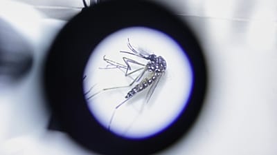 Il virus della dengue è trasmesso attraverso la puntura della zanzara tigre