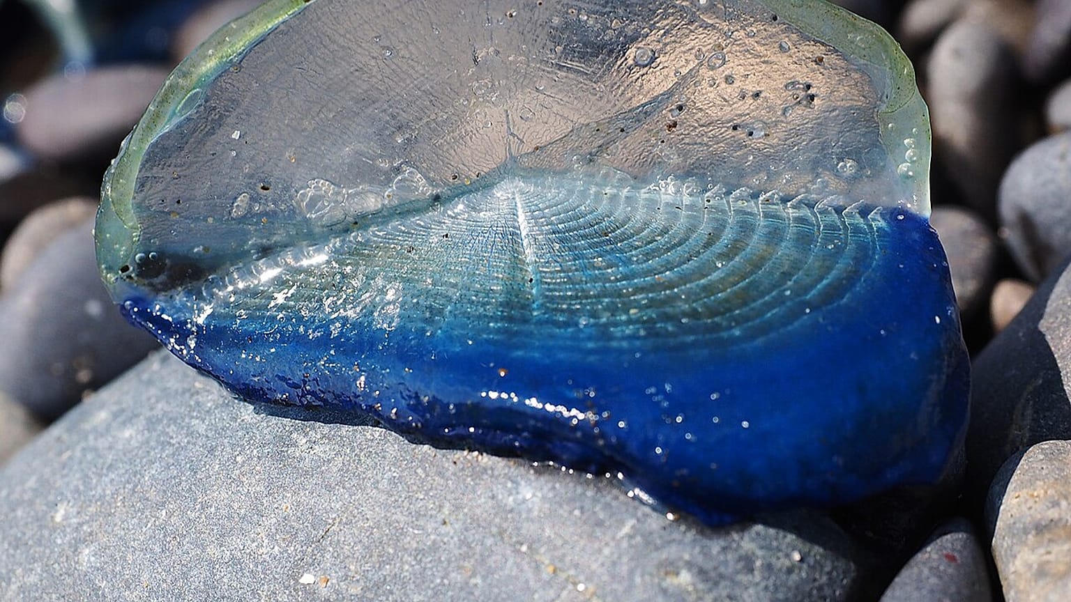 Velella velella, auch bekannt als „Segler des Windes“, eine quallenähnliche Meerestierart, die im Olympic Coast National Marine Sanctuary an Land gespült wurde.