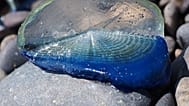 Velella velella, auch bekannt als „Segler des Windes“, eine quallenähnliche Meerestierart, die im Olympic Coast National Marine Sanctuary an Land gespült wurde.