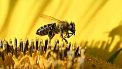 Bee collecting nectar