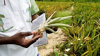 Burkina Faso farmers growing pineapples amid push for self-sufficiency