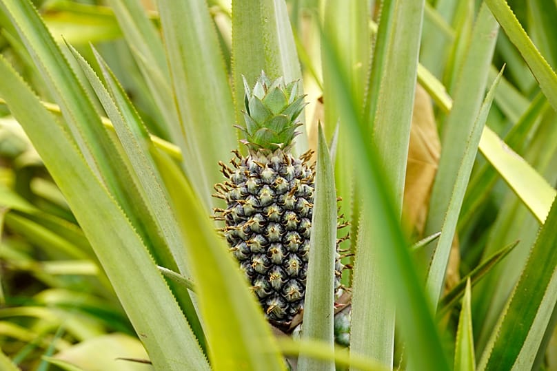  Article Image  pineapple   BACK  IMPORT Burkina Faso Pineapples  A pineapple grows on Djoda Farm in Matourkou, near Bobo-Dioulasso, Burkina Faso, Thursday, May 7, 2026.