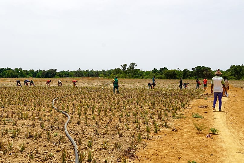 Workers plant pineapple seedlings at Djoda Farm in Matourkou, near Bobo-Dioulasso, Burkina Faso, Thursday, May 7, 2026.