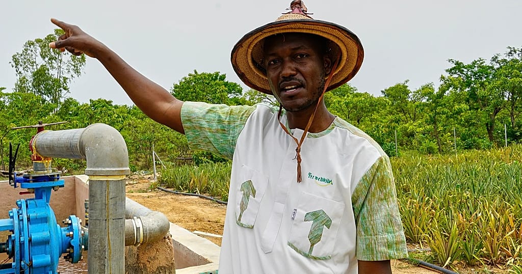 Burkina Faso : la culture de l'ananas gagne du terrain au Sahel