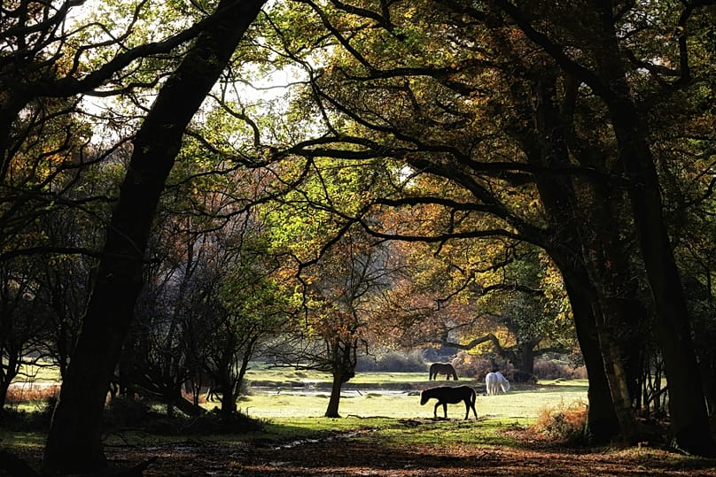 New Forest na południu Anglii, znany z dzikich kuców, jest jesienią wyjątkowo malowniczy