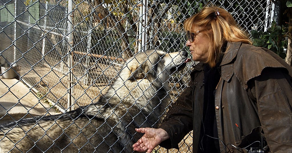 South Africa: Wolves, Living Remnants of Apartheid