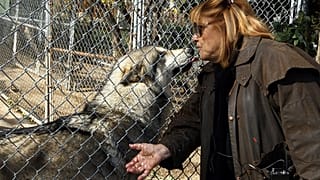 Afrique du Sud : les loups hérités de l’apartheid condamnés à vivre en sanctuaire