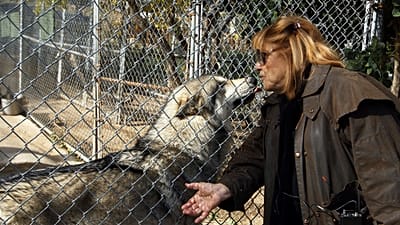 Afrique du Sud : des loups, vestiges vivants de l’apartheid