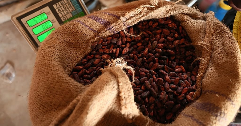 Ivory Coast: Cocoa price maintained at 1,200 CFA francs per kilo