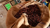 Côte d’Ivoire : le prix du cacao maintenu à 1 200 francs CFA le kilo