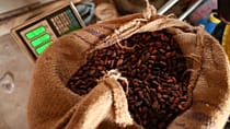 Disappointment as Ivory Coast keeps cocoa price unchanged