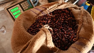 Côte d’Ivoire : le prix du cacao maintenu à 1 200 francs CFA le kilo