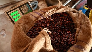 Côte d’Ivoire : le prix du cacao maintenu à 1 200 francs CFA le kilo