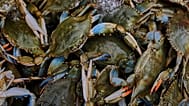 Blue crabs are seen inside a crate in a processing plant in Scardovari, in Italy's Po River Delta, Aug. 21, 2026.