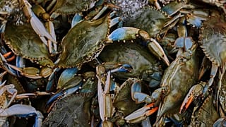 Blue crabs are seen inside a crate in a processing plant in Scardovari, in Italy's Po River Delta, Aug. 21, 2026.