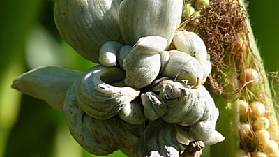 Maisbeulenbrand oder Ustilago maydis gilt als Huitlacoche in Mexiko als Delikatesse