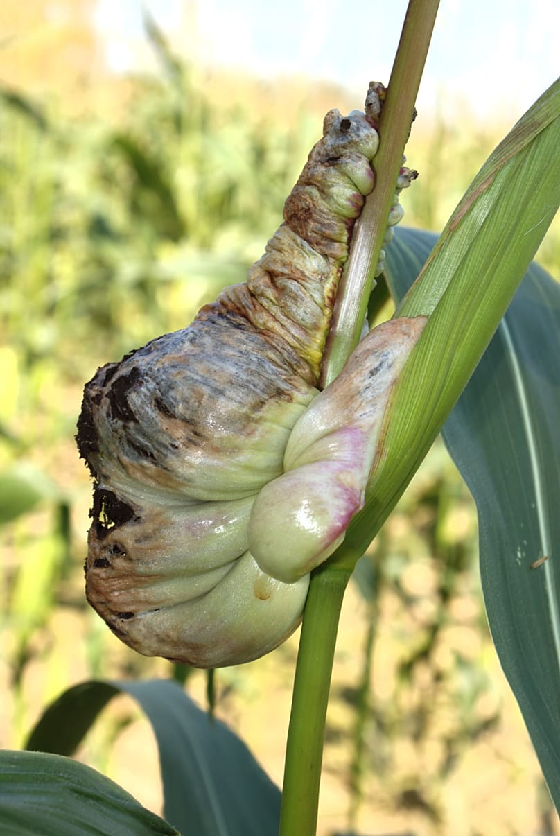 Maiskolbenbrand - ein Pilz, der als Parasit den Mais befällt
