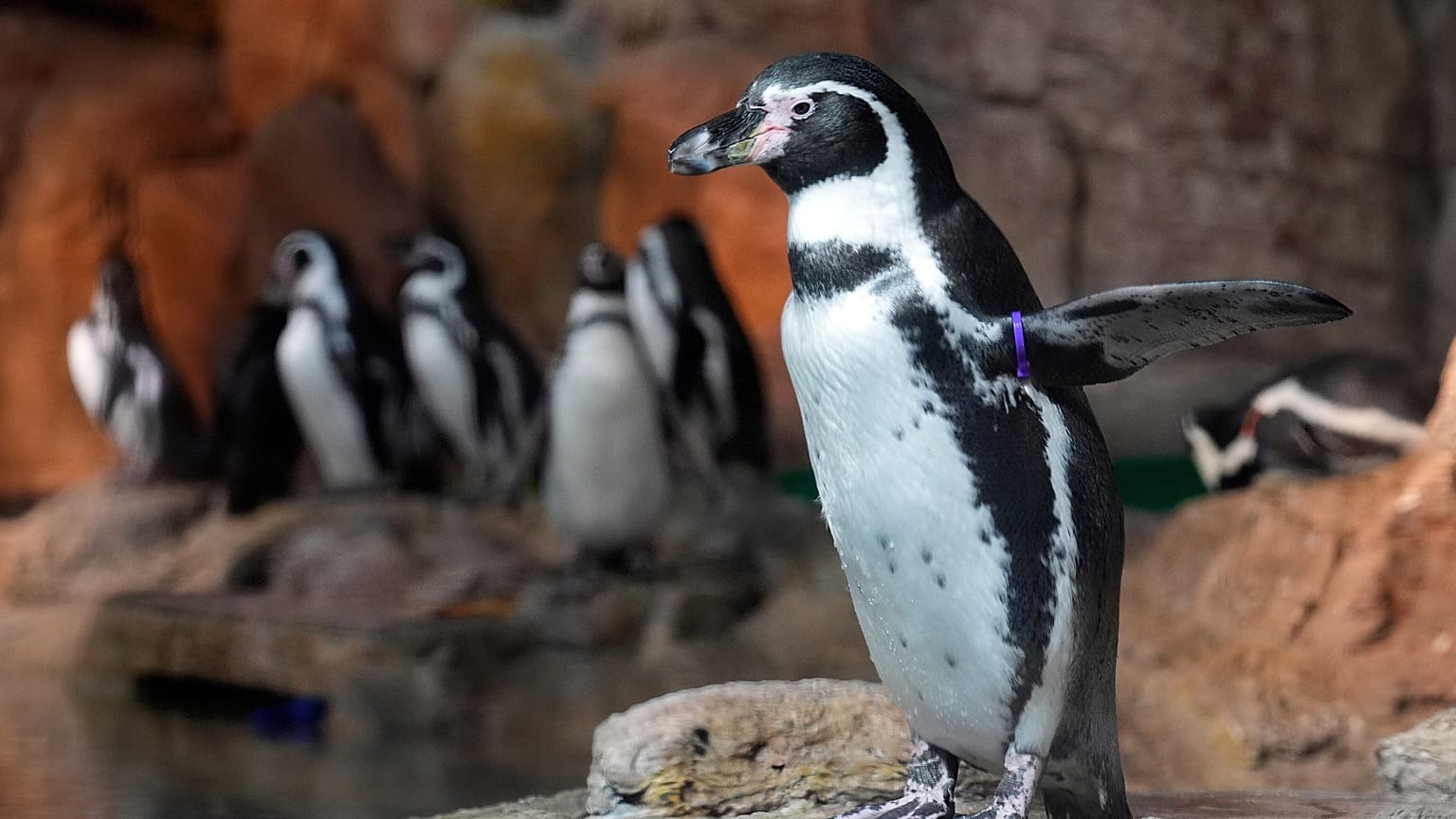 A Humboldt Penguin looks out of it's pen at the Mote Science Education Aquarium, Monday, Oct. 6, 2025, in Sarasota, Florida, USA