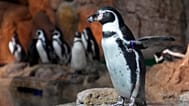 A Humboldt Penguin looks out of it's pen at the Mote Science Education Aquarium, Monday, Oct. 6, 2025, in Sarasota, Florida, USA