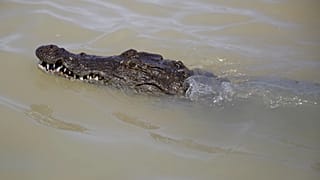 La montée des eaux du lac Baringo rapproche les crocodiles des habitations