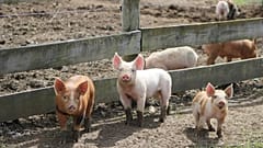Man lived with pig kidney as nine-month 'bridge” before human transplant.