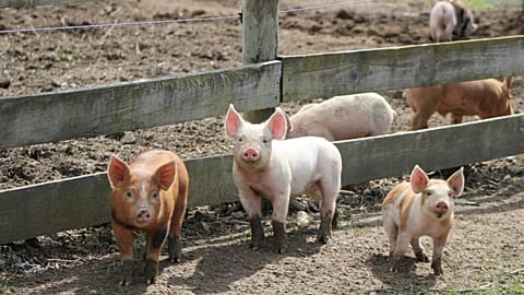 Man lived with pig kidney as nine-month 'bridge” before human transplant.