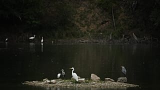 Botswana’s rare slaty egret signals the health of the Okavango