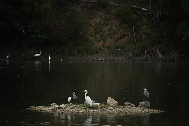 Botswana’s rare slaty egret signals the health of the Okavango