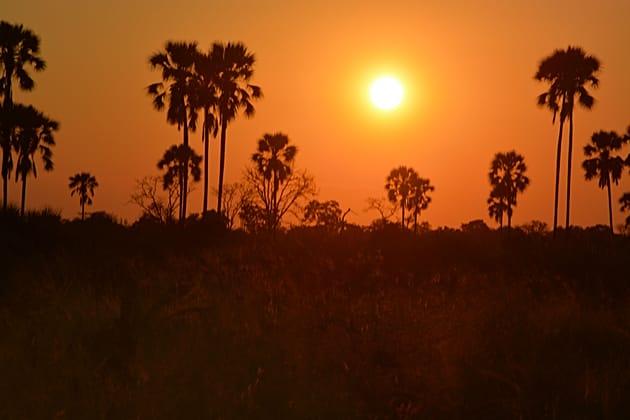 Botswana : l’aigrette ardoisée, sentinelle fragile du delta de l’Okavango