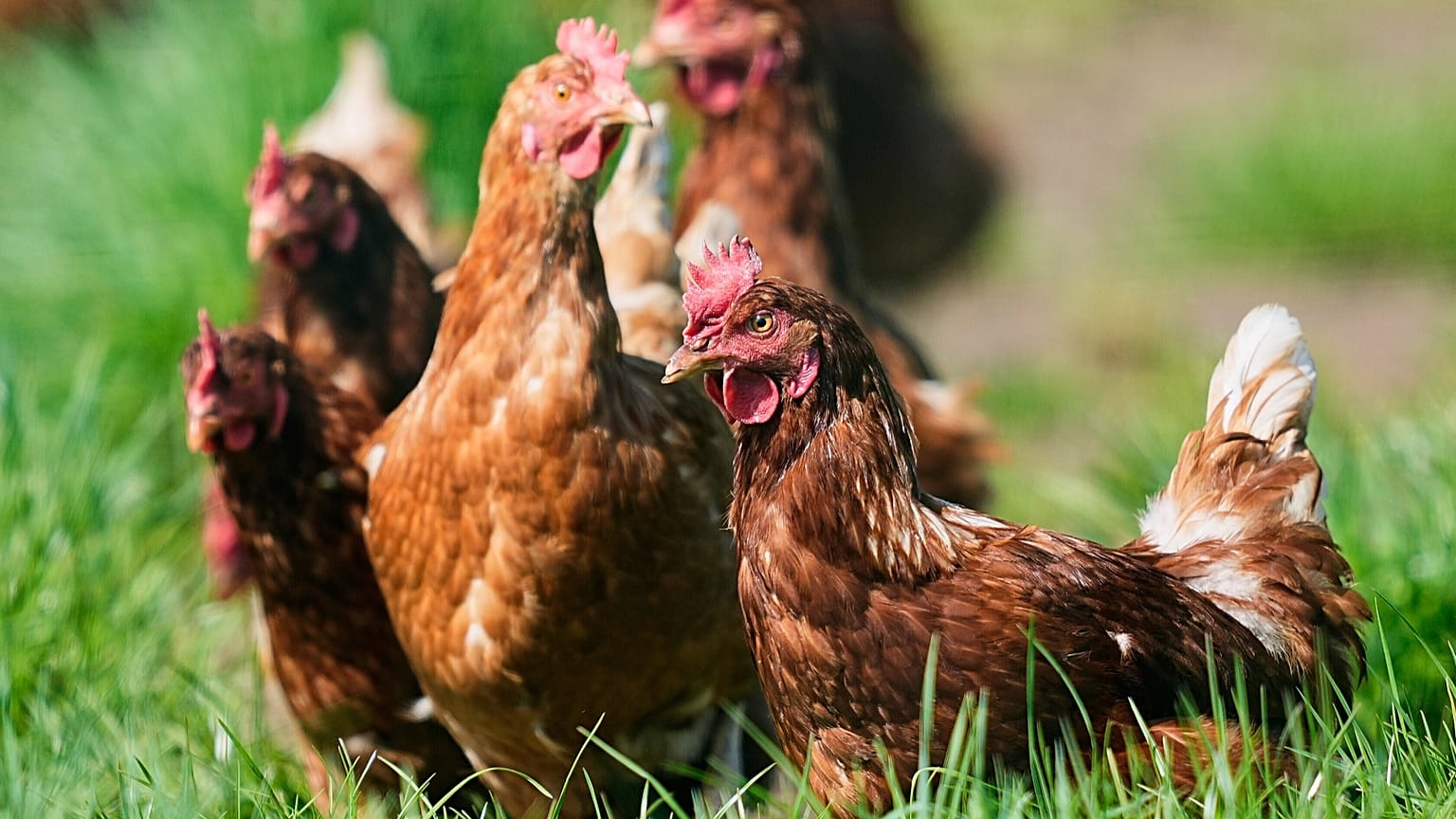 FILE: Free-range chickens running on a meadow near the city of Duelmen, Germany, 19 April 2025