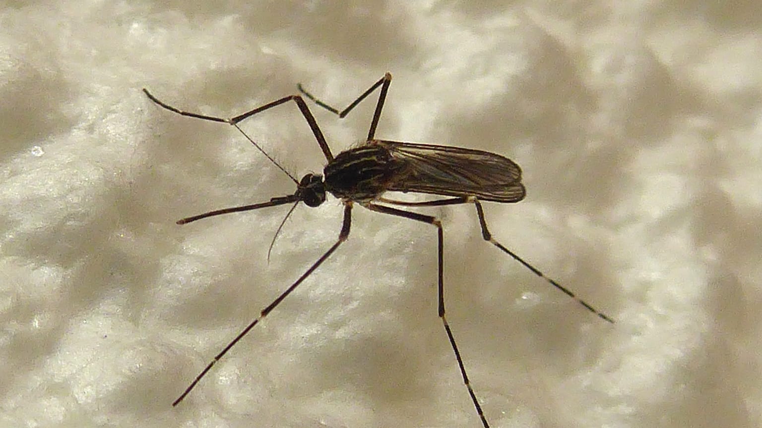 Aedes koreicus türü sivrisinek.