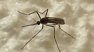 Aedes koreicus türü sivrisinek.